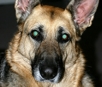 Dog's eyes glowing in the dark